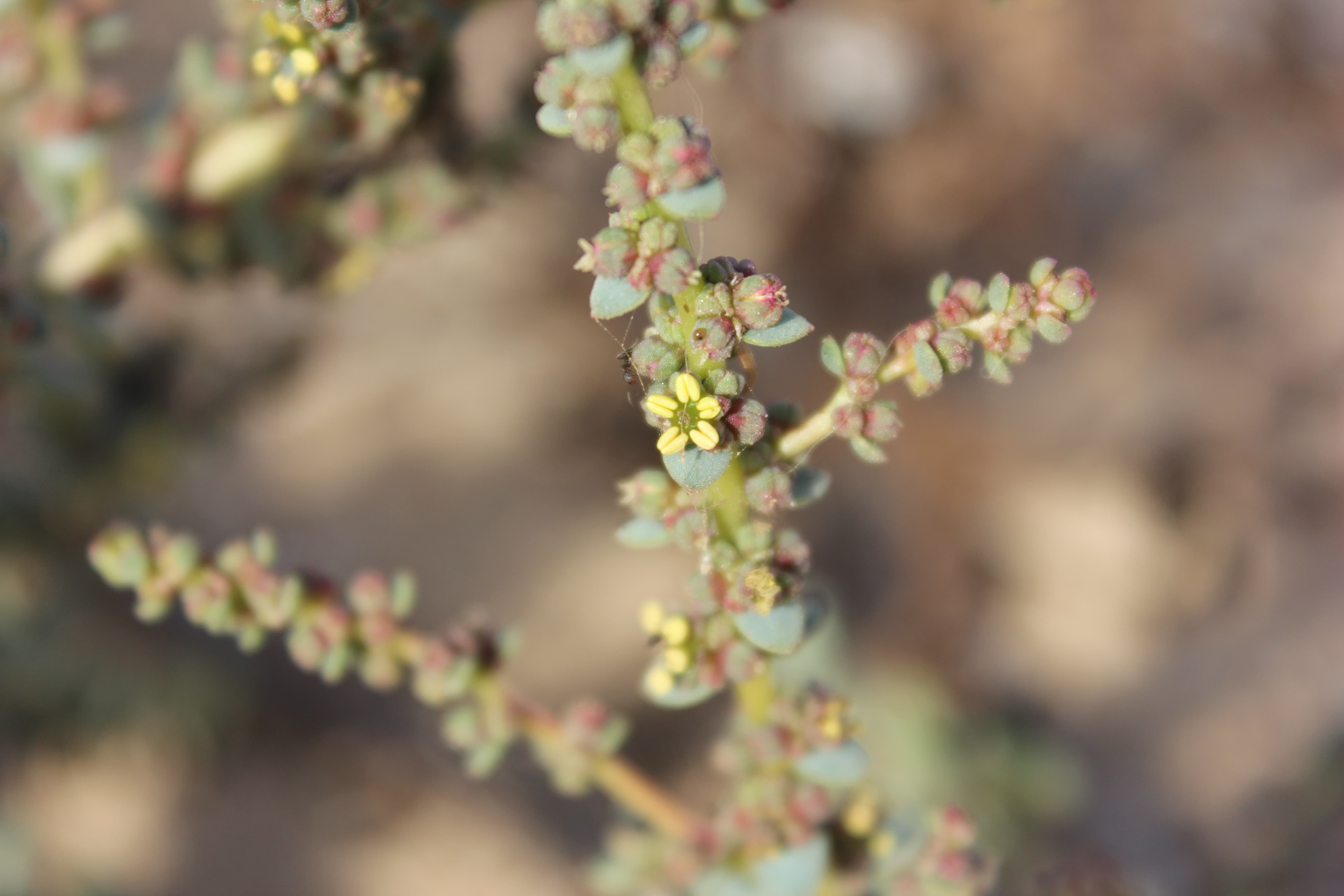 Plant Image